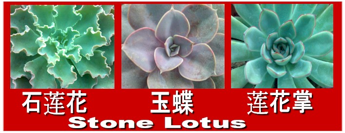 Lotus Cactus