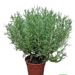 Rosemary